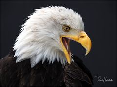 Olympus-Fotosommer in Hellenthal .... Weißkopfseeadler