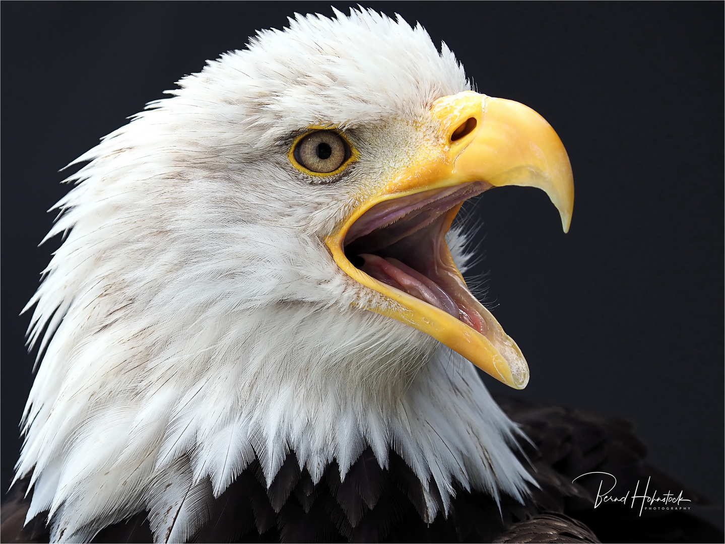 Olympus-Fotosommer in Hellenthal .... Weißkopfseeadler