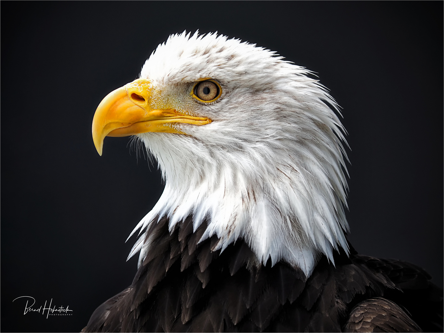 Olympus-Fotosommer in Hellenthal .... Weißkopfseeadler