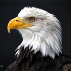 Olympus-Fotosommer in Hellenthal .... Weißkopfseeadler