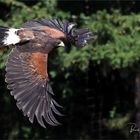 Olympus-Fotosommer in Hellenthal .... Wüstenbussard 