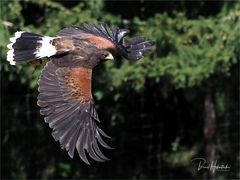 Olympus-Fotosommer in Hellenthal .... Wüstenbussard 