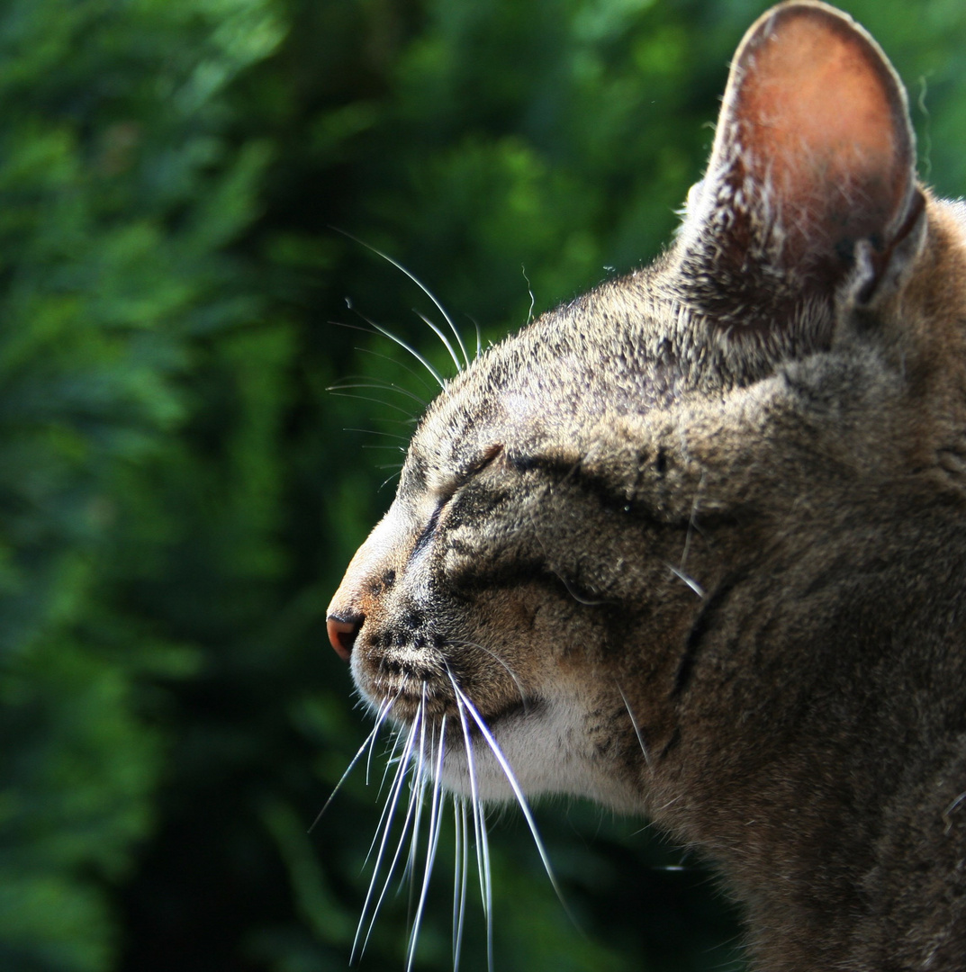 Om....... Nachbars Katze am Genießen