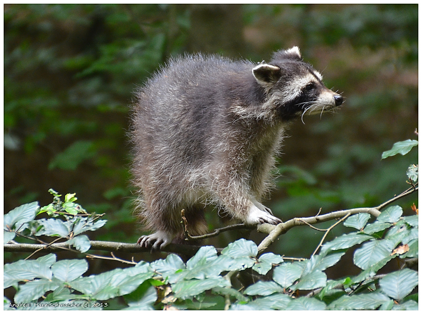 Oma im Wildwald Vosswinkel