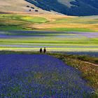 Omaggio a Castelluccio di Norcia