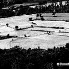 Omaggio a Giacomelli