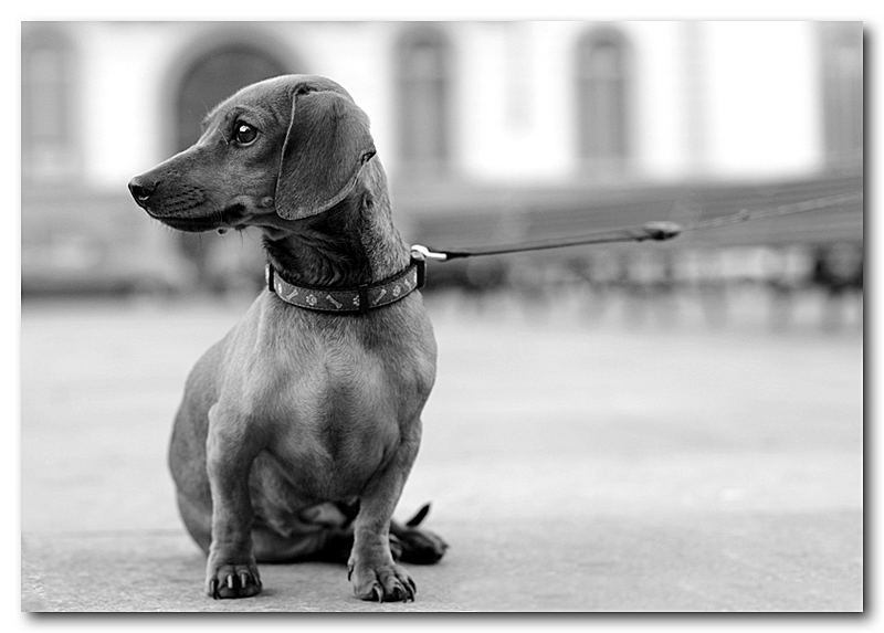 Omaggio ad Elliot Erwitt