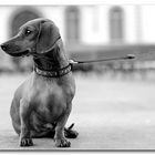 Omaggio ad Elliot Erwitt