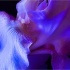 Omaggio alla dea Iris.