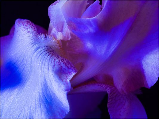 Omaggio alla dea Iris.