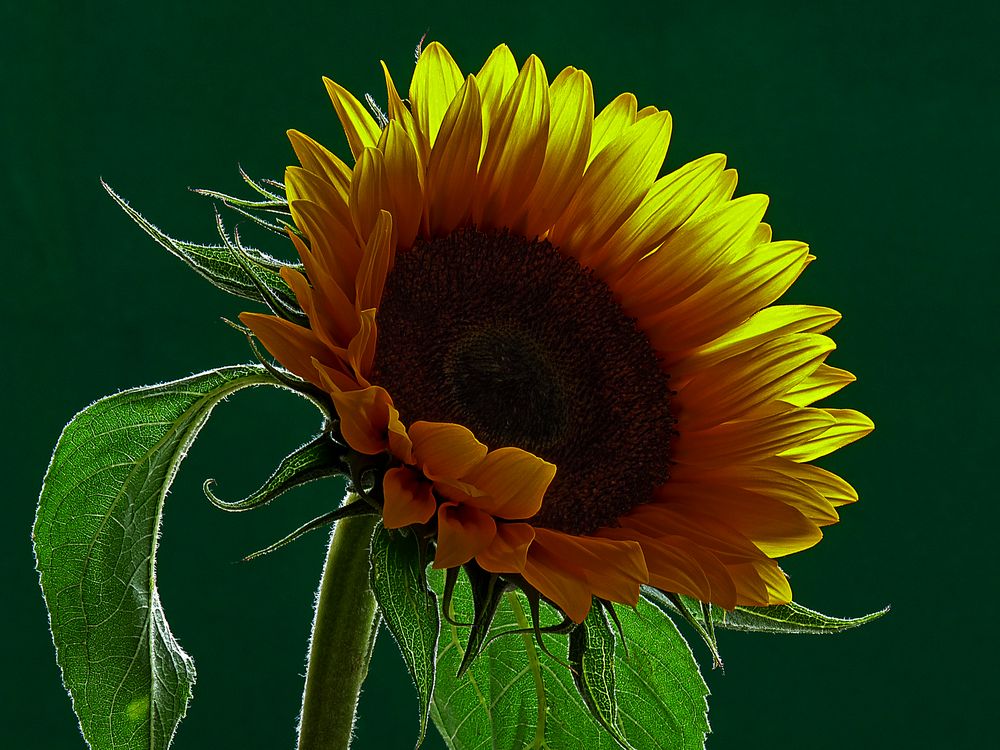 Omaggio alla Terra, Girasole