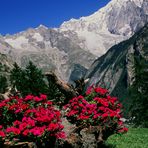 Omaggio floreale al Monte Bianco.