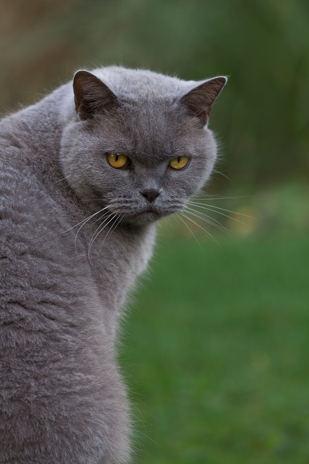 O'Malley guckt