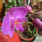 Omamas Orchidee
