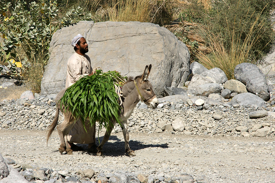 Oman 2008 -18 „Der Bergbauer“