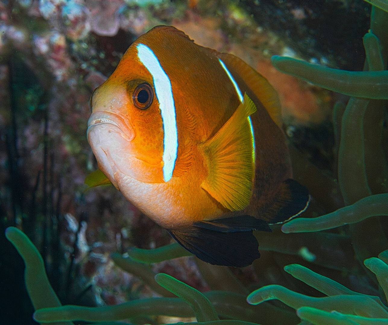 Oman Anemonenfisch