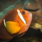 Oman-Anemonenfisch