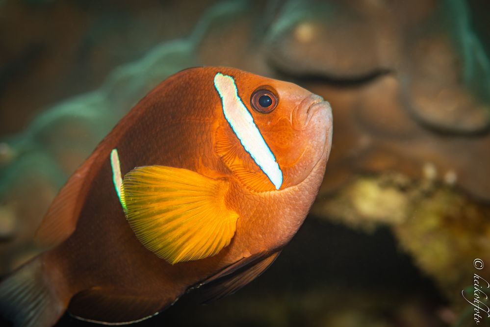 Oman-Anemonenfisch