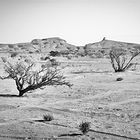 Oman desert near Ibri