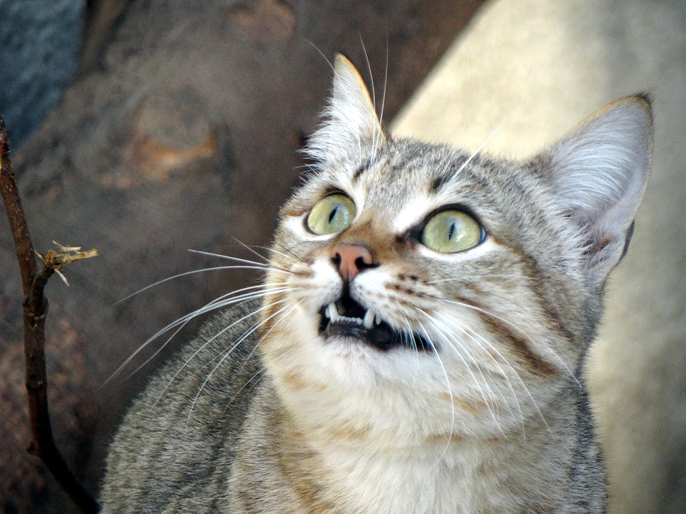 Oman-Falbkatze (Felis silvestris gordoni)