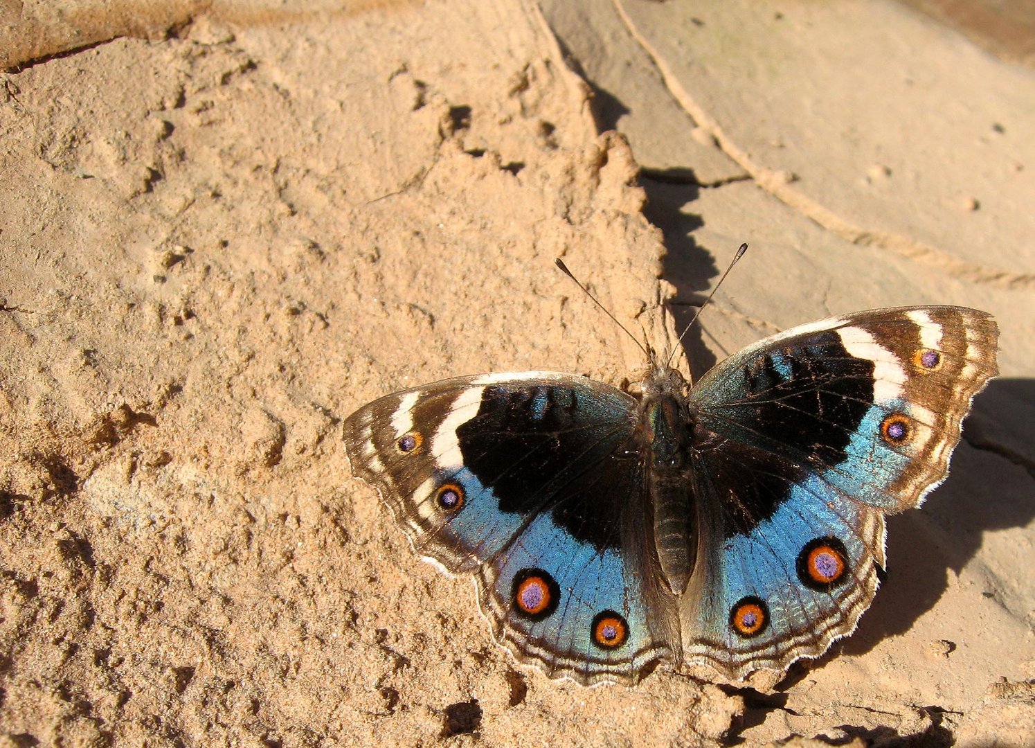 Oman Junonia Orithya