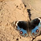 Oman Junonia Orithya