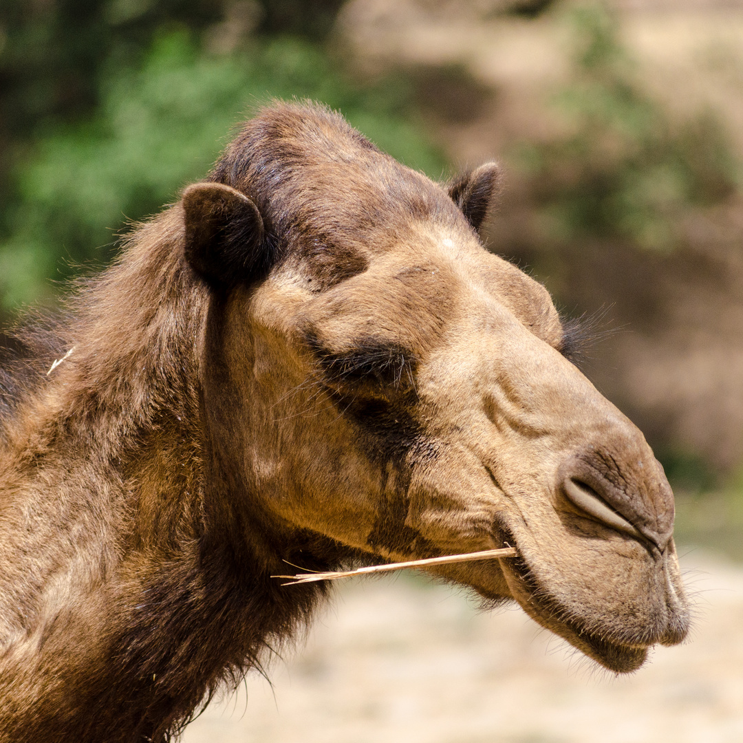 Oman Kamel