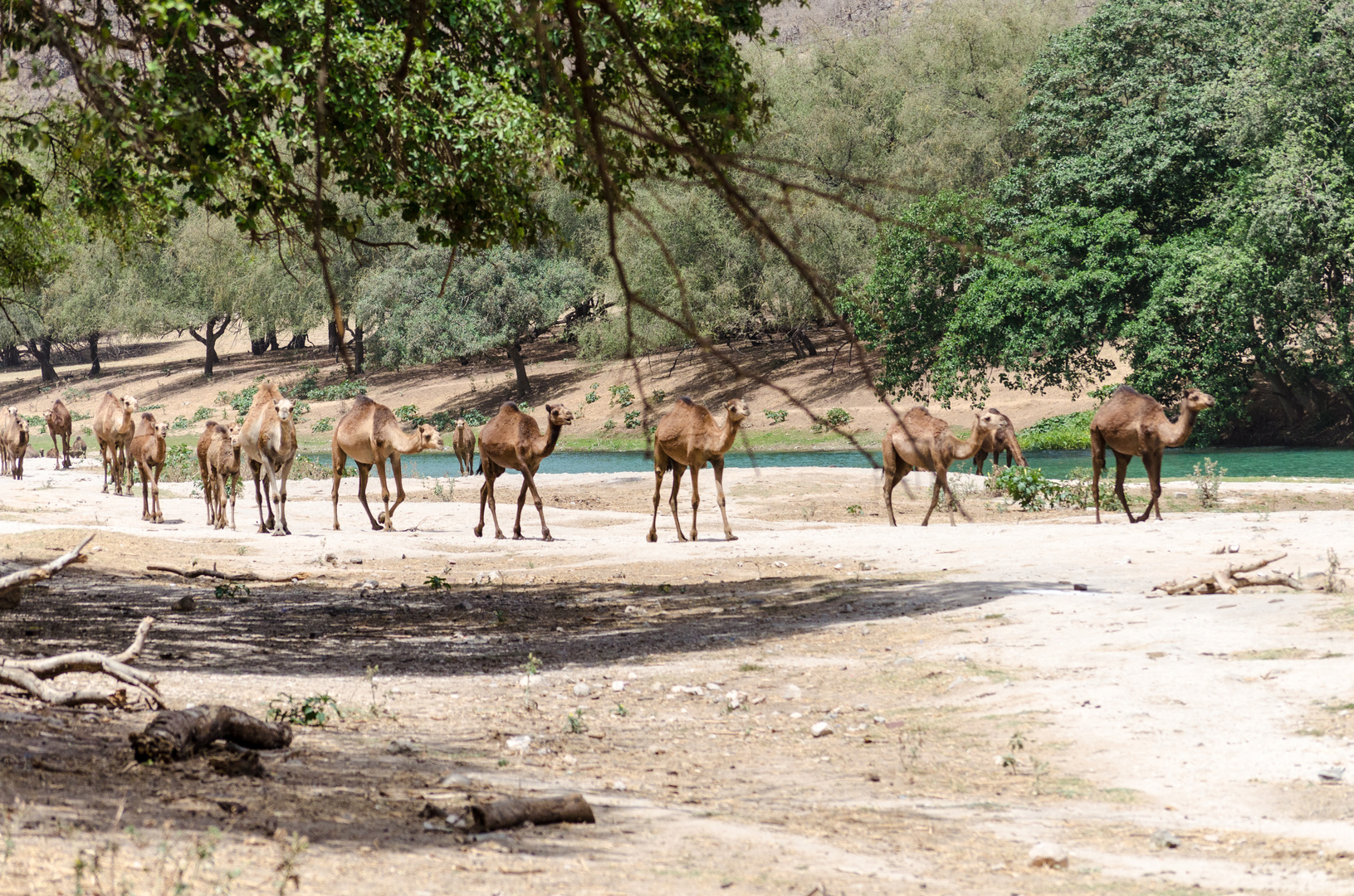 Oman Kamele
