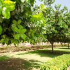 Oman Pflanzen vor dem Sultan Palast in Salalah