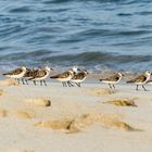 Oman Strandvögel