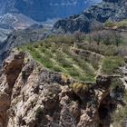 OMAN - TERRASSENFELD AUF DEM SAYQ-PLATEAU