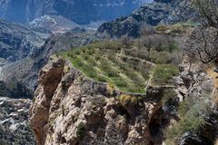 OMAN - TERRASSENFELD AUF DEM SAYQ-PLATEAU