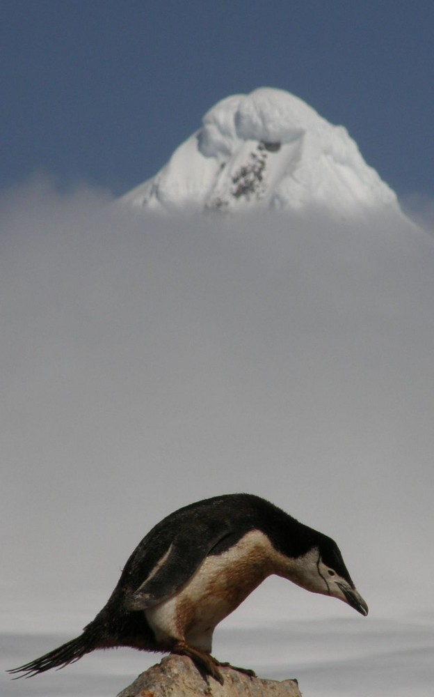 o..man was für ein Pinguin bist Du? in°s Wasser mit Dir!