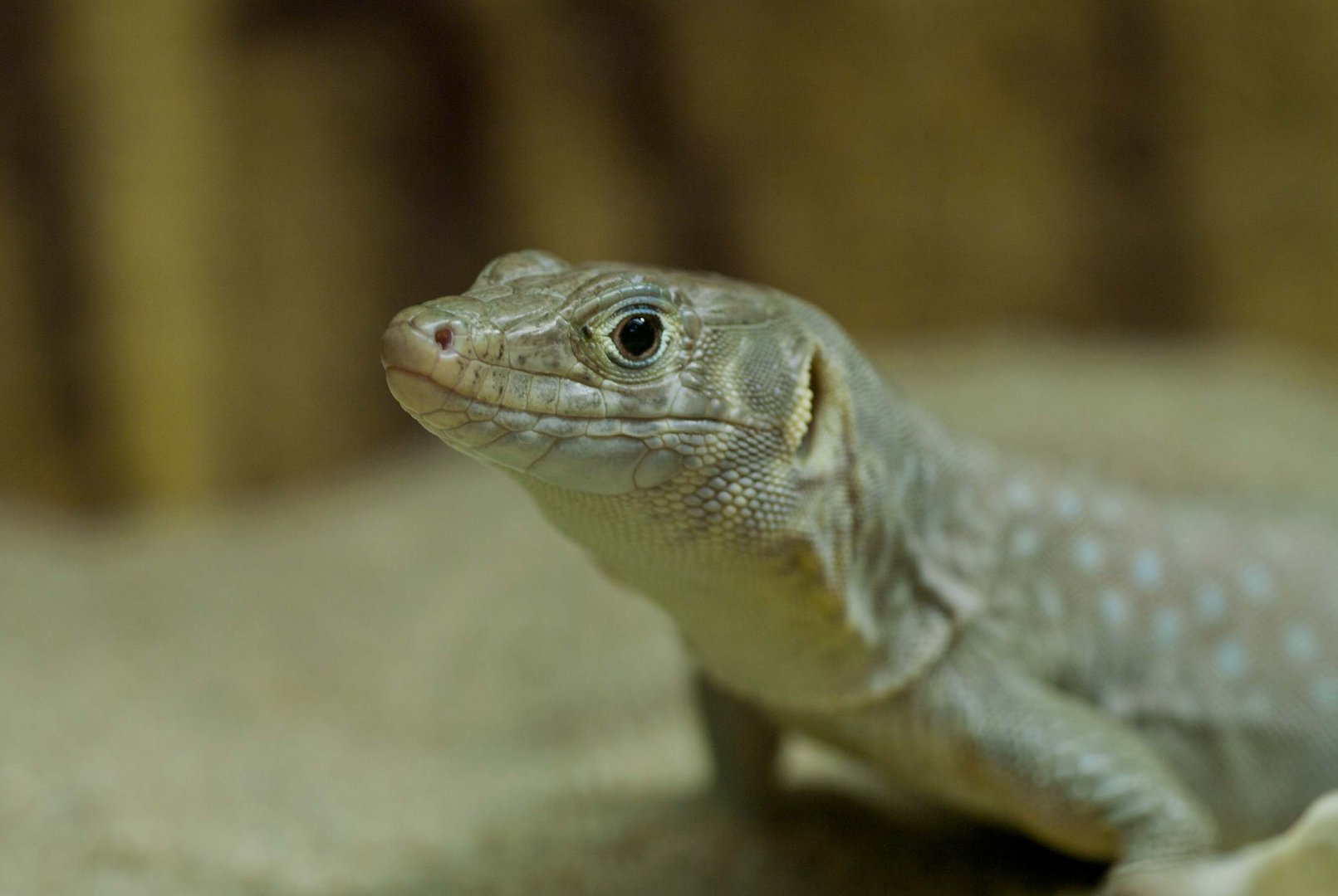 Omaneidechse - fotografiert in der Reptilienausstellung