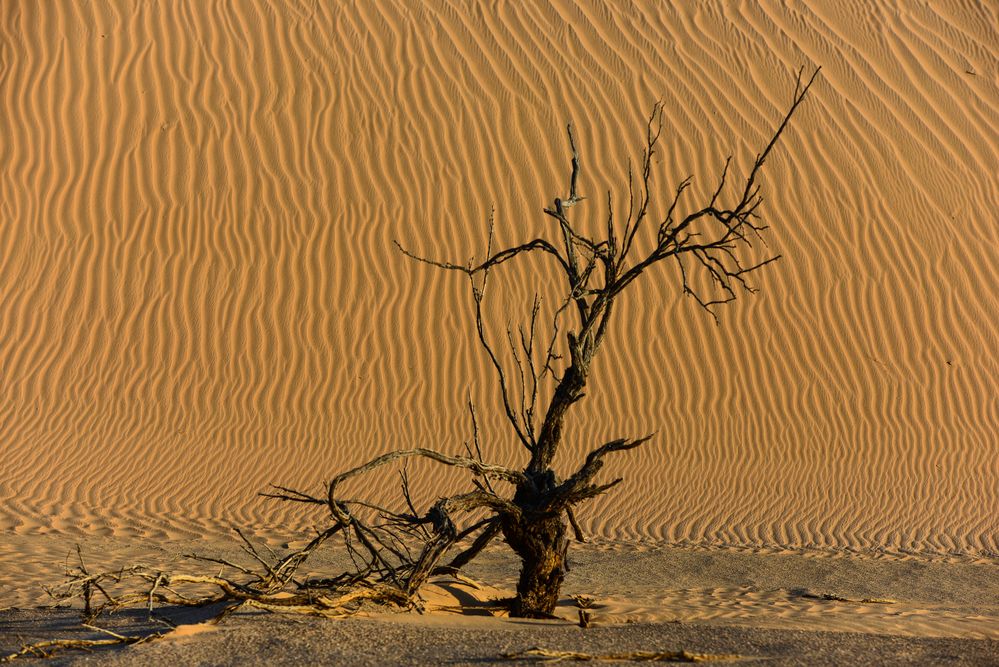 Omani Dead Vlei