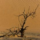 Omani Dead Vlei