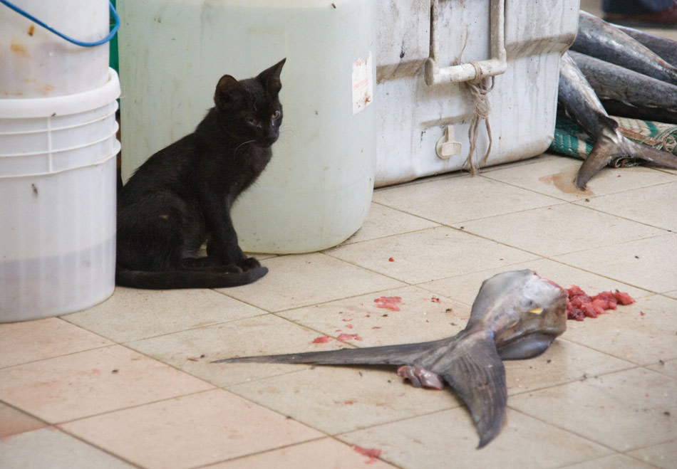 Omanisch Thunfisch-Tauch-Jagdkatze