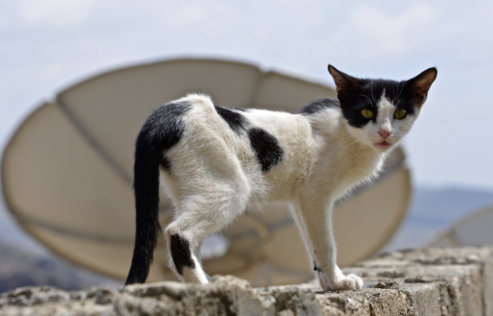 "Omanische Mauerkatze"