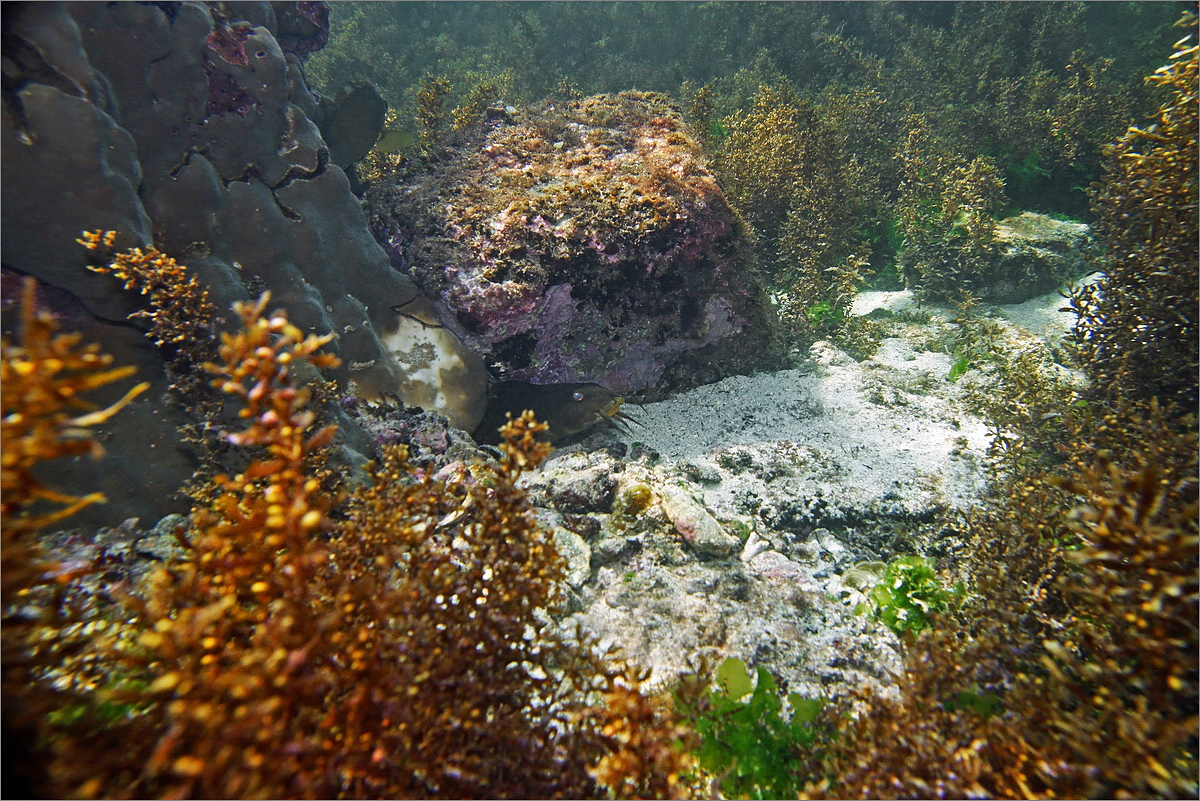 Omanische Unterwasserlandschaft mit mittigem Fisch