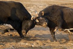 Omanischer Stierkampf