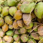 Oman_Kokosnüsse