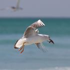 Oman,Salalah Beach