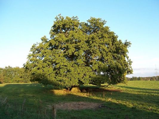 Oma´s Eiche
