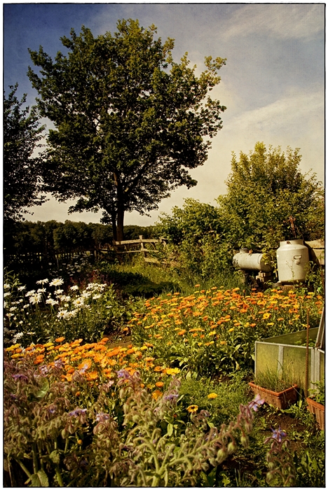Omas Garten Foto & Bild pflanzen, pilze & flechten, blüten