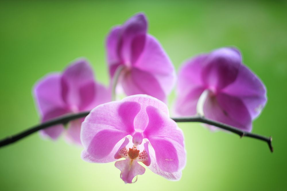 Omas Orchideen von Astra London 