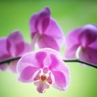 Omas Orchideen