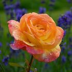 Omas Rose und Lavendel - nach dem Unwetter...