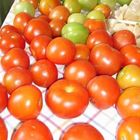 Omas Tomaten - die besten, die's gibt