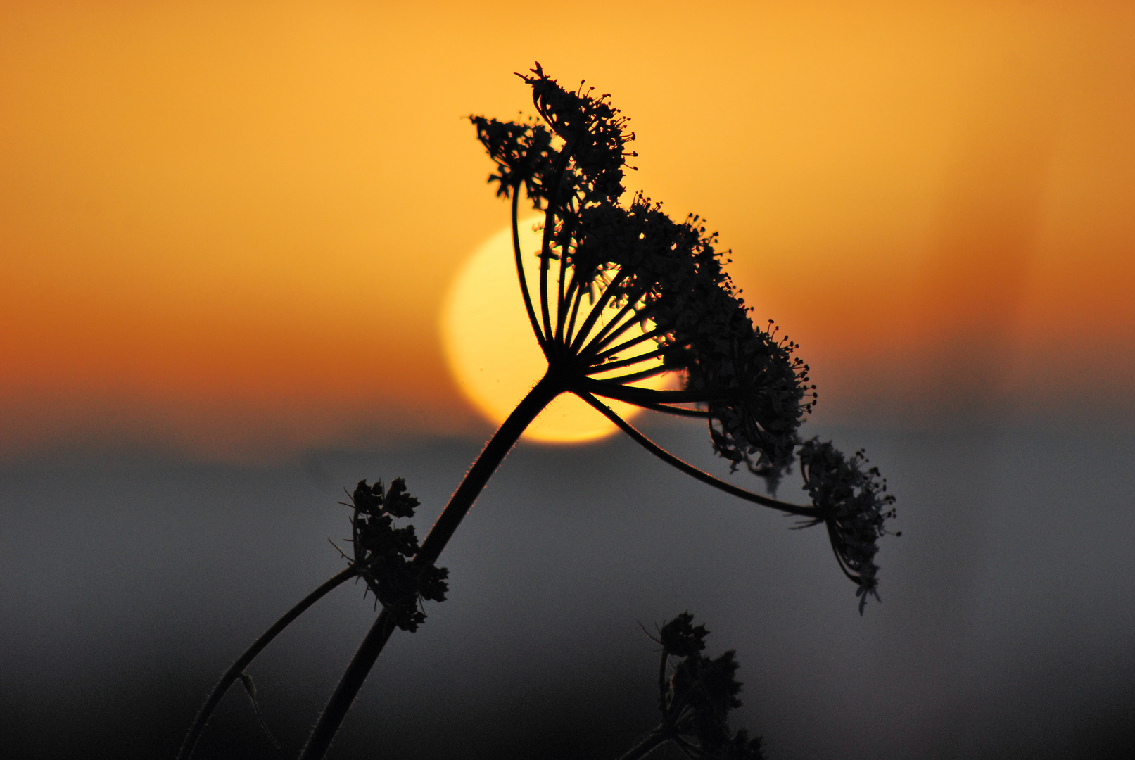 Ombelle d'un soir