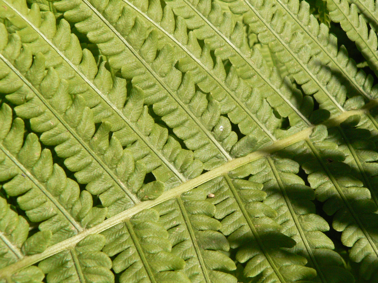 ombre de la fougère